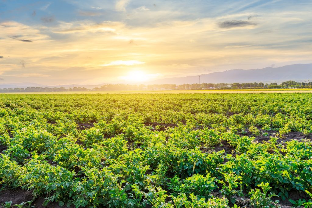 Green Potato Field At Sunset