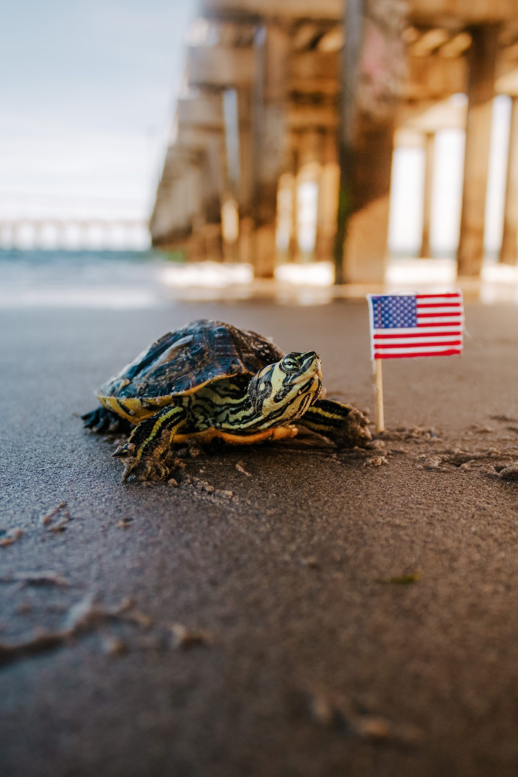 Tiny Turtle With Tiny US Flag