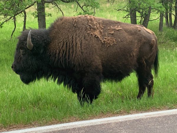 Buffalo At The Side Of The Road